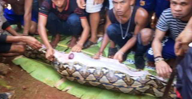 VIDEO | Femeie din Indonezia, înghițită de un piton uriaș