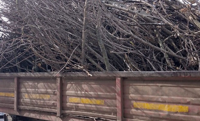 PLOIEȘTI. Resturile vegetale de pe proprietățile private vor fi ridicate contra cost. Abandonarea deșeurilor atrage amenzi