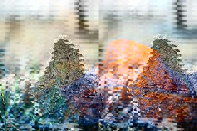 ANM – HARTA - De luni, 2 februarie, gerul se extinde şi cuprinde aproape două treimi din ţară